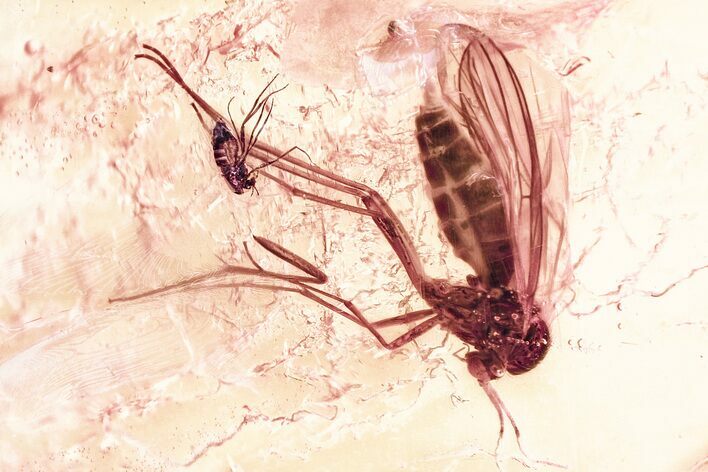 Large Fossil Fungus Gnat and True Midge in Baltic Amber #367292